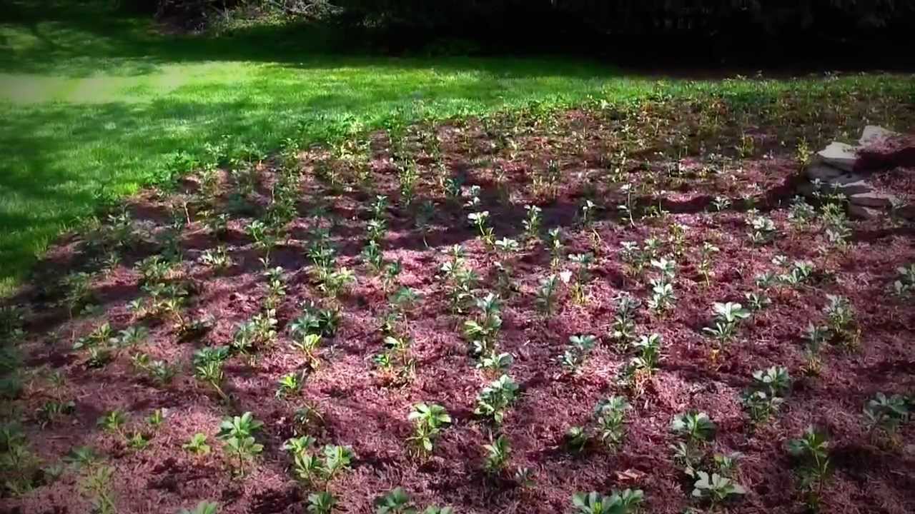 نحوه تکثیر و کاشت مجدد پاکی ساندرا